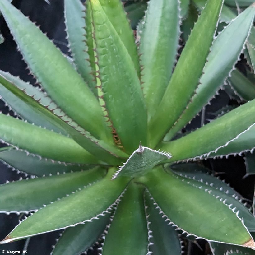 Agave horrida (Foliage)