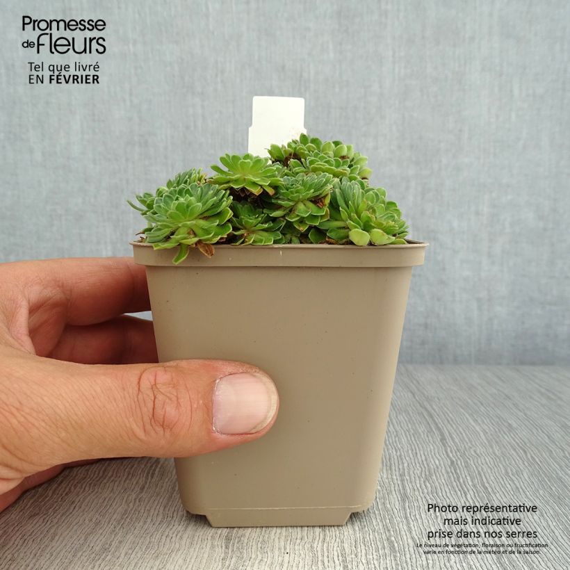 Exemplar von Androsace sarmentosa - Himalaya-Mannsschild Kleine Töpfe von 8/9 cm wie im Herbst geliefert