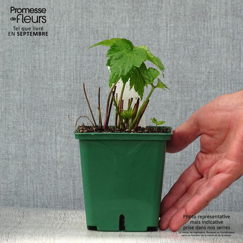 Exemplar von Anemone Whirlwind - Japan-Herbst-Anemone Topf mit 1,5L/2L wie im Herbst geliefert