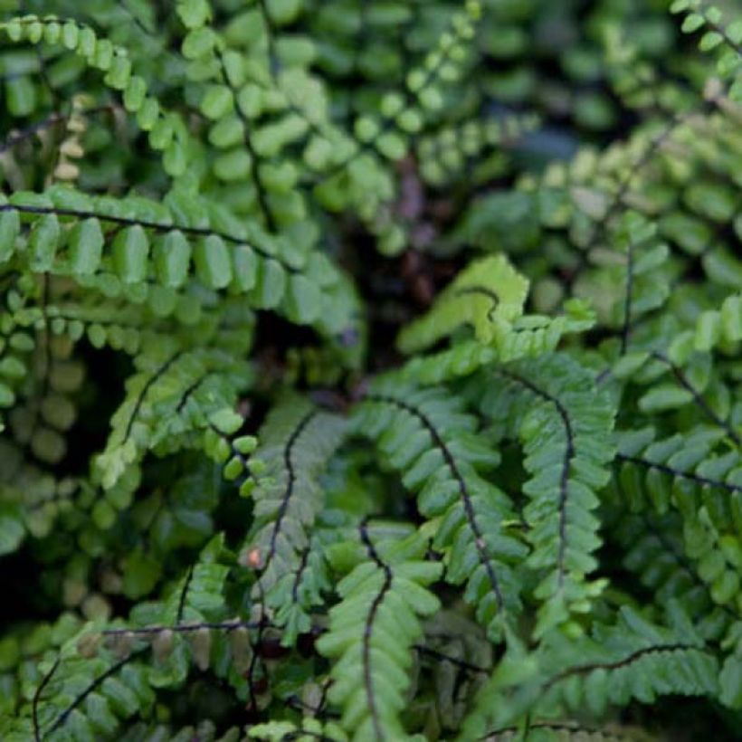 Asplenium trichomanes - Schwarzstieliger Strichfarn (Foliage)