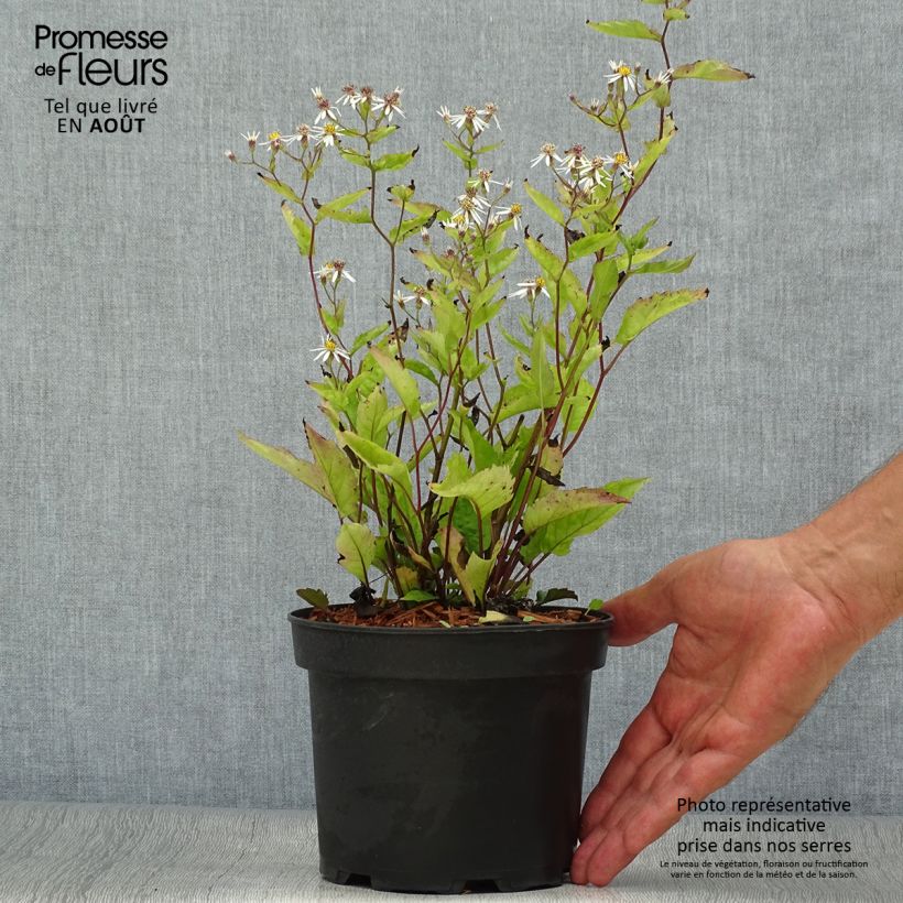 Exemplar von Aster tradescantii - Kleinblütige Aster Topf mit 2L/3L wie im Sommer geliefert