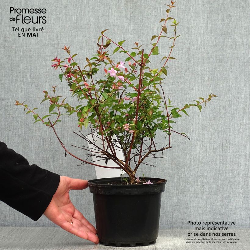 Example of Abelia grandiflora Pink Pong Topf mit 3L/4L as you get in printemps