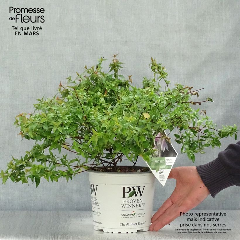 Example of Abelia grandiflora Pinky Bells Topf mit 2L/3L as you get in printemps