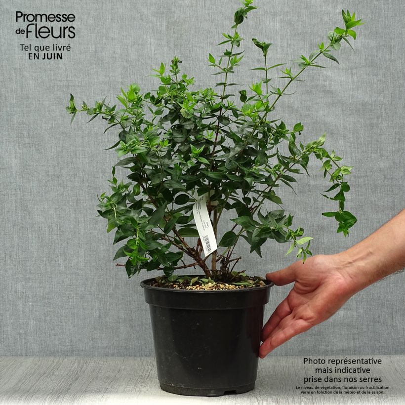 Exemplar von Abelia Raspberry Profusion Topf mit 3L/4L wie im Sommer geliefert