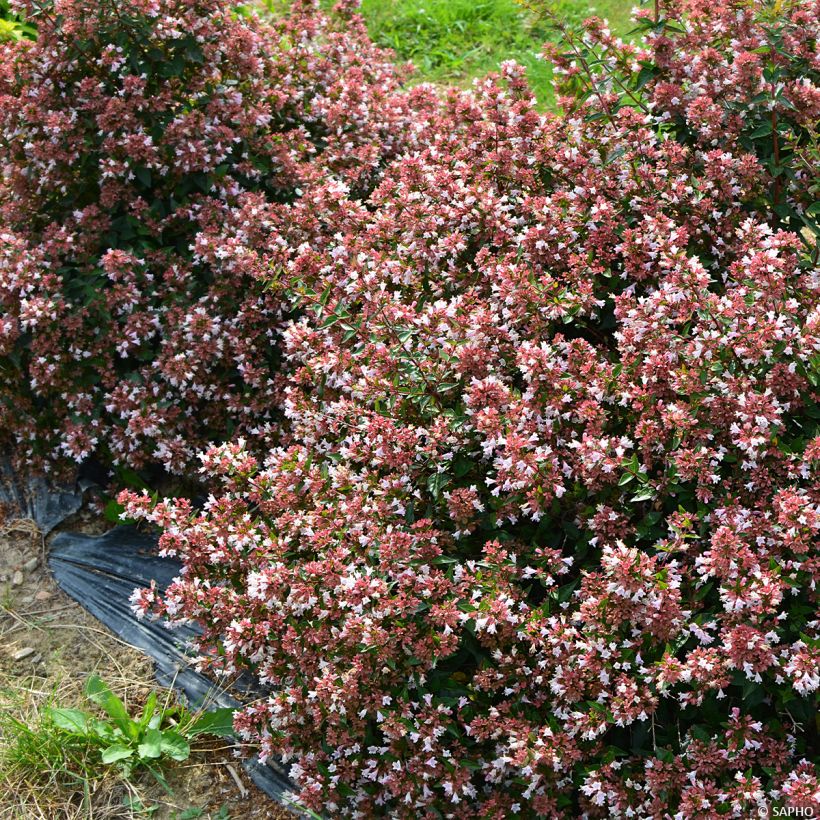 Abelia Raspberry Profusion (Wuchs)
