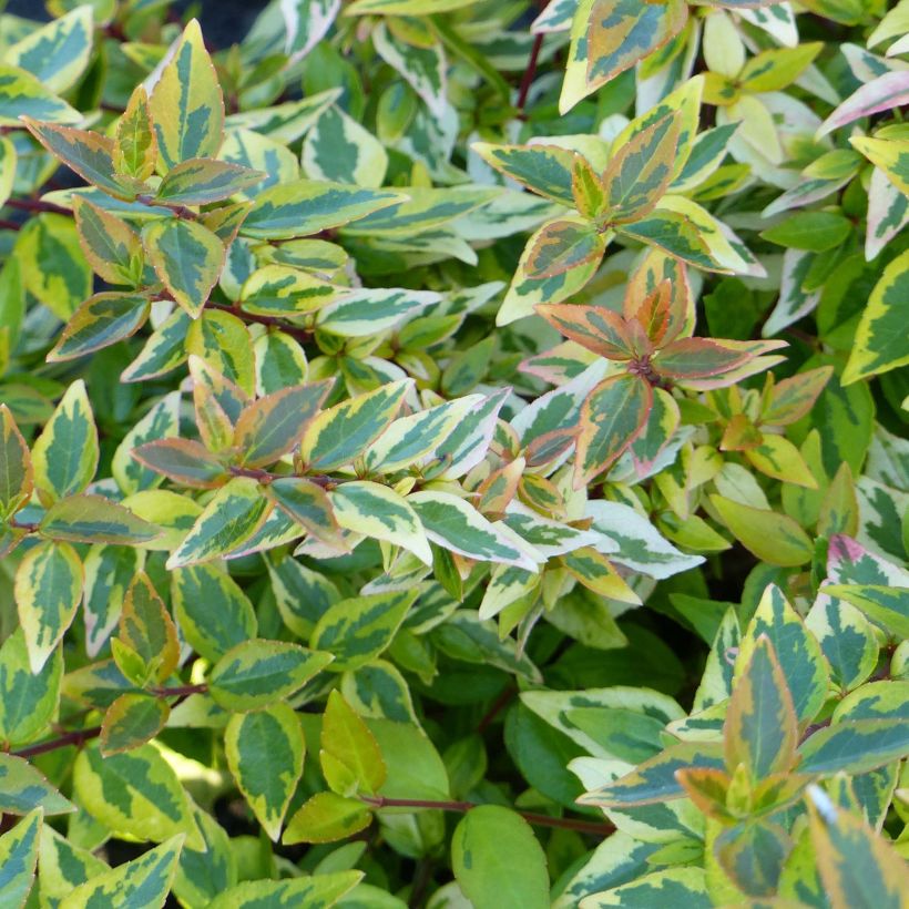 Abelia grandiflora Happy Daydream (Laub)