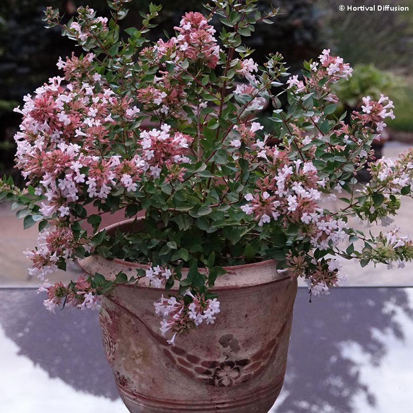 Abelia chinensis Autumn Festival - Abelie (Plant habit)