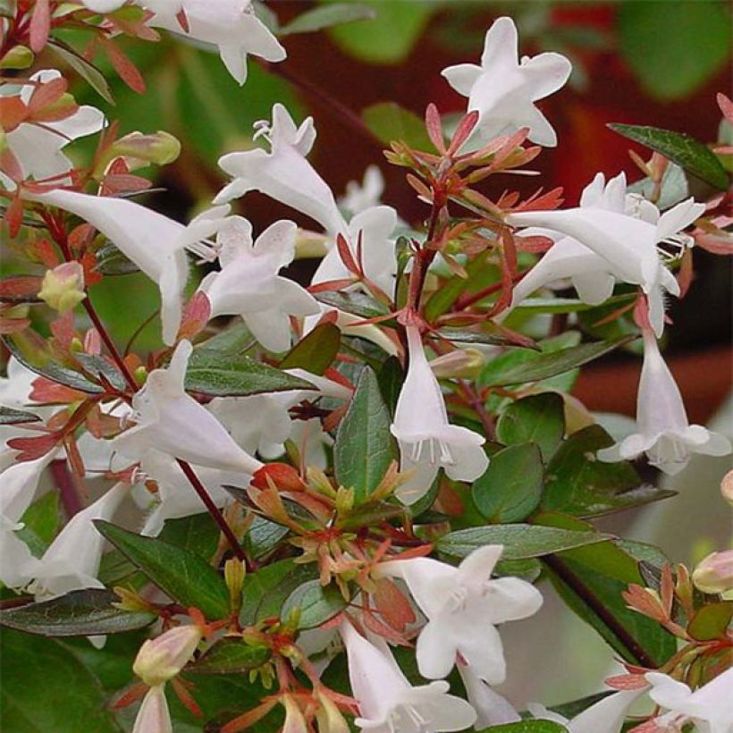 Abelia grandiflora - Grossblütige Abelie (Flowering)