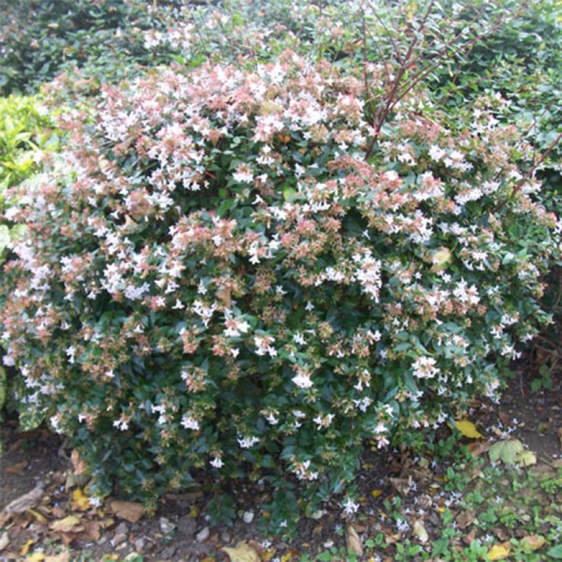 Abelia grandiflora - Grossblütige Abelie (Plant habit)
