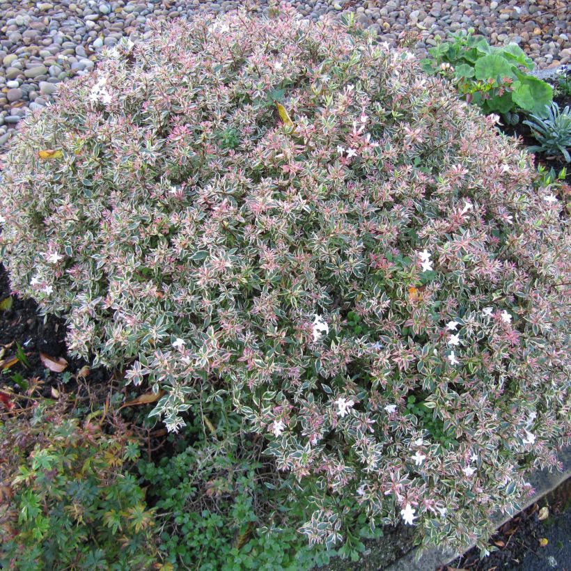 Abelia grandiflora Confetti (Plant habit)