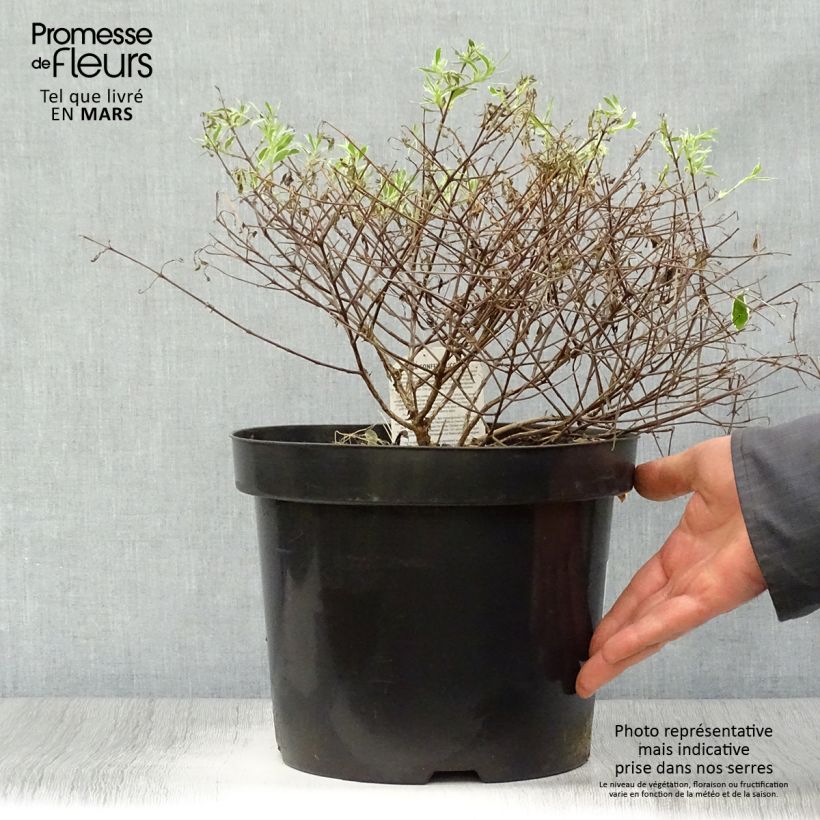 Example of Abelia grandiflora Confetti Topf mit 7,5L/10L as you get in printemps