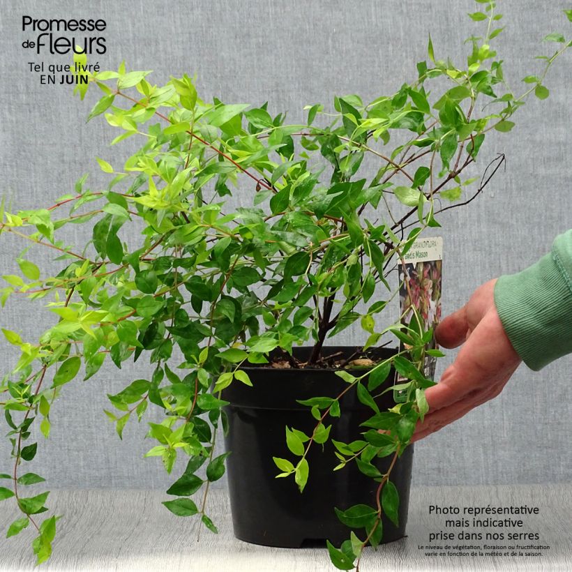 Exemplar von Abelia grandiflora Francis Mason Topf mit 3L/4L wie im Sommer geliefert