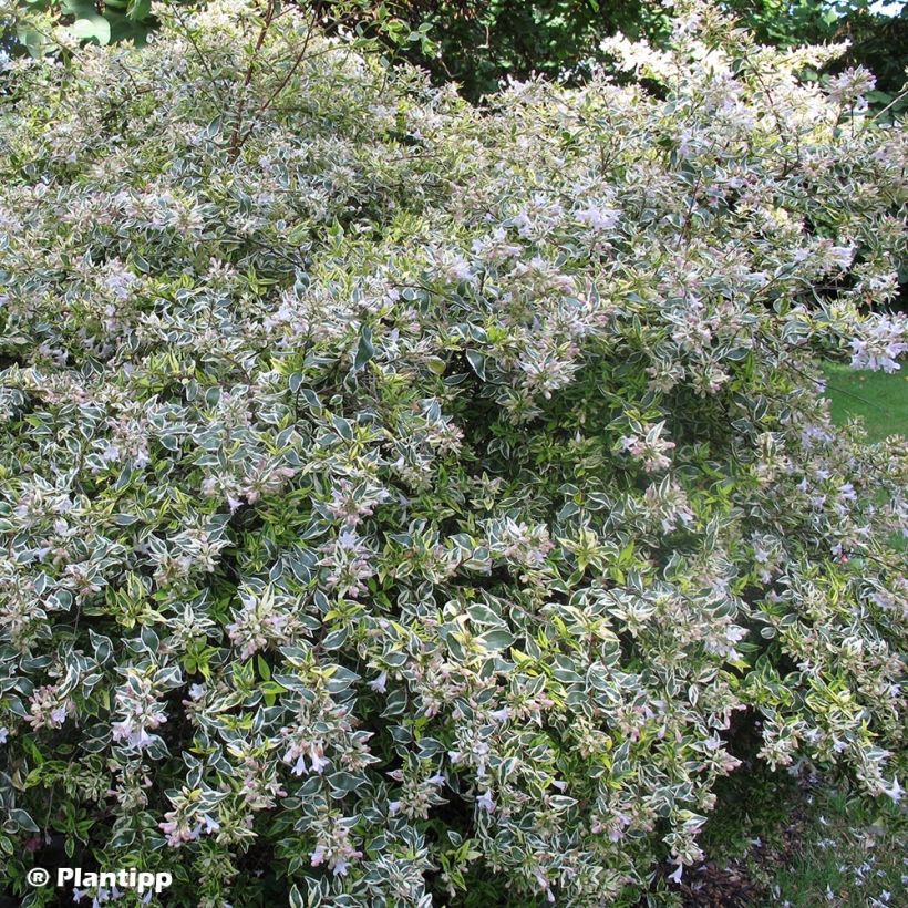 Abelia grandiflora Hopleys (Wuchs)