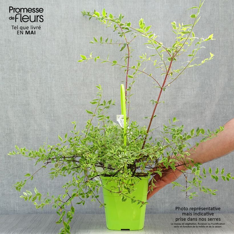 Exemplar von Abelia grandiflora Hopleys Topf mit 2L/3L wie im Frühjahr geliefert