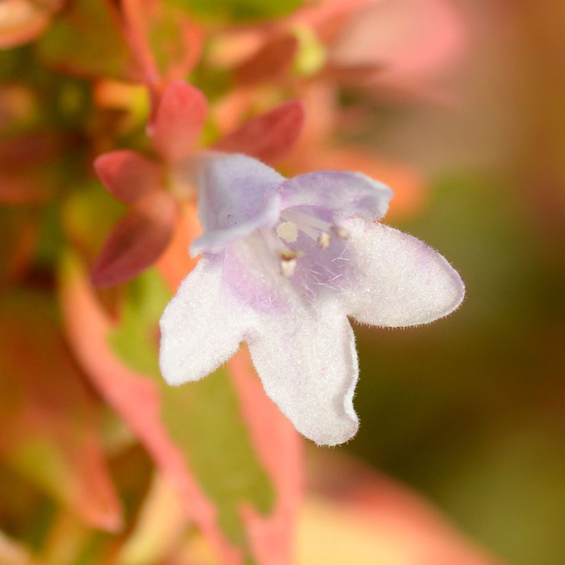 Abelia grandiflora Kaleidoscope (Flowering)