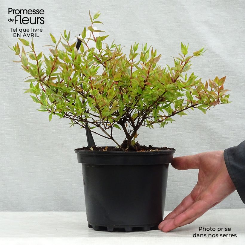 Example of Abelia grandiflora Kaleidoscope Topf mit 2L/3L as you get in printemps