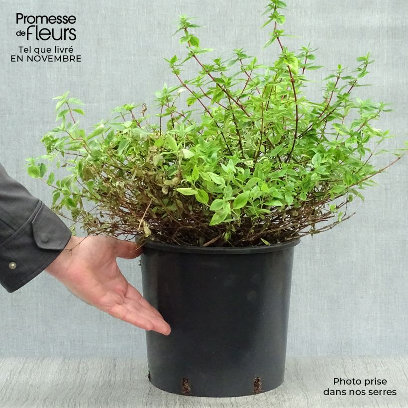Exemplar von Abelia grandiflora Kaleidoscope Topf mit 3L/4L wie im Herbst geliefert