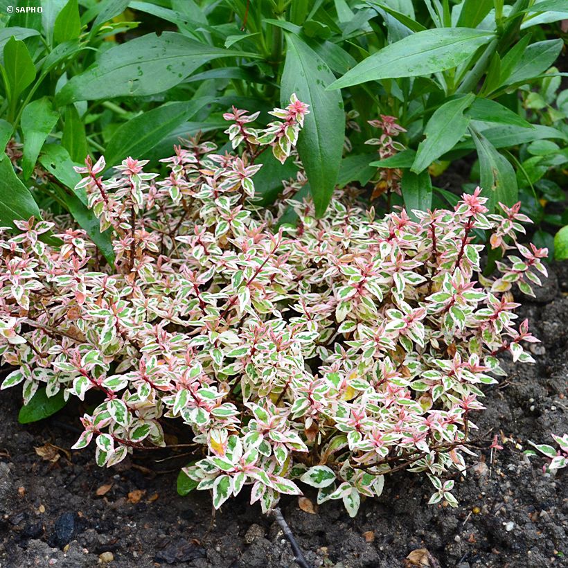 Abelia grandiflora Pink Lady - Abélia à grandes fleurs (Wuchs)