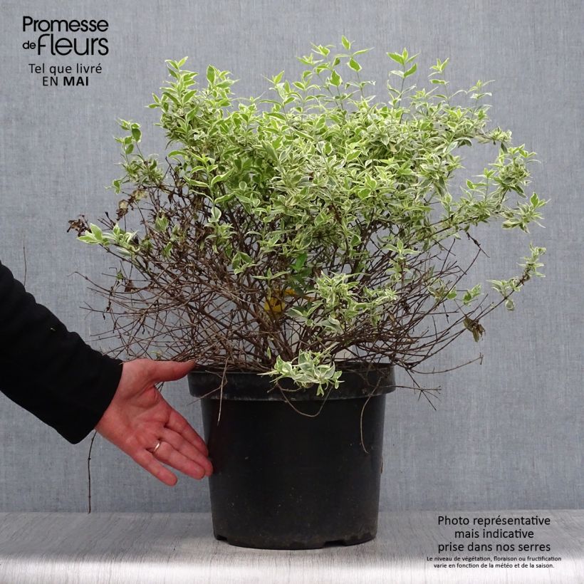Example of Abelia grandiflora Sparkling Silver Topf mit 7,5L/10L as you get in printemps