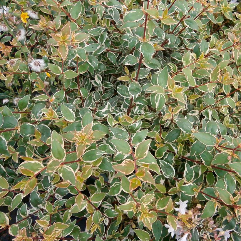 Abelia grandiflora Steredenn (Foliage)
