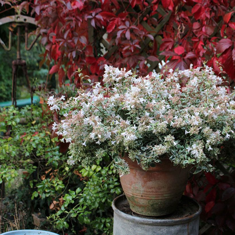 Abelia grandiflora Steredenn (Plant habit)