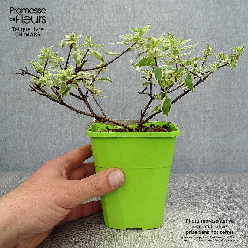 Example of Abelia grandiflora Steredenn Topf mit 1L/1,5L as you get in printemps