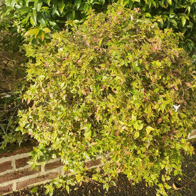 Abelia grandiflora Sunshine Daydream (Wuchs)