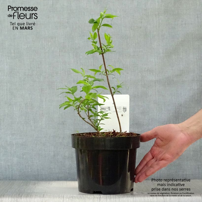 Example of Abelia mosanensis Monia - Koreanische Abelie Topf mit 3L/4L as you get in printemps