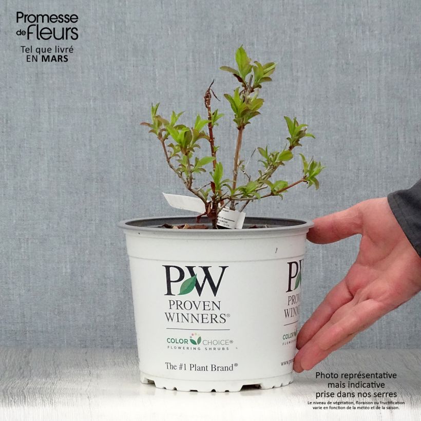 Exemplar von Abelia mosanensis Sweet Emotion - Koreanische Abelie Topf mit 3L/4L wie im Frühjahr geliefert