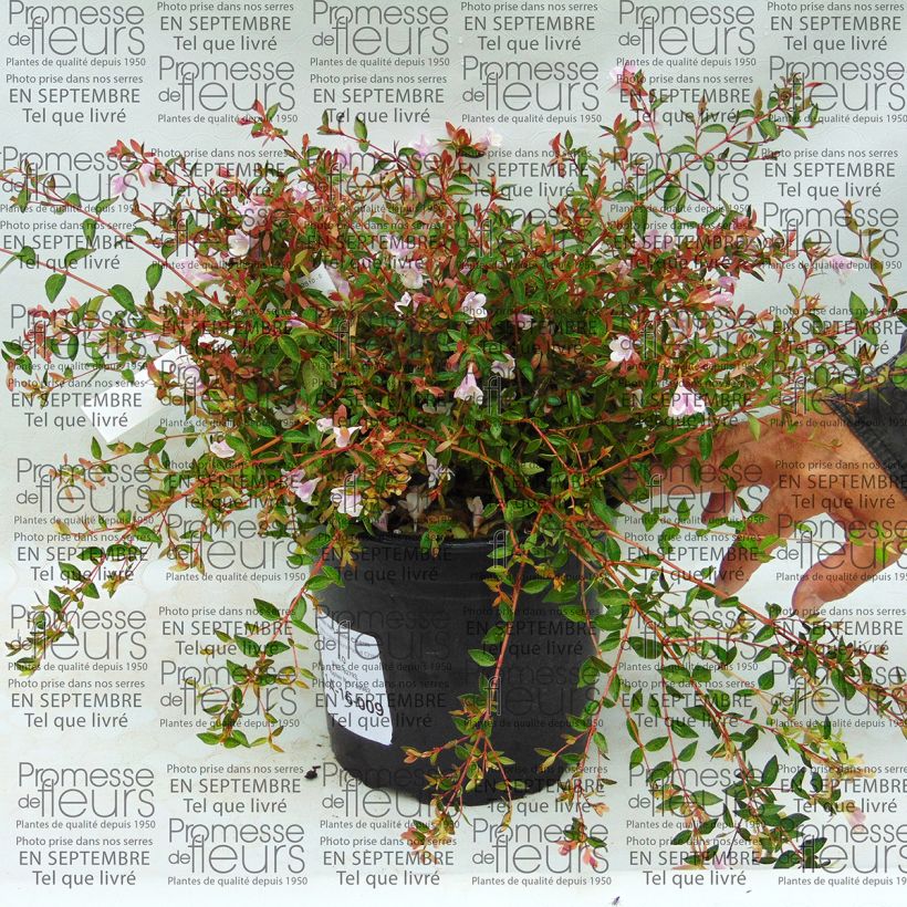 Beispiel eines Exemplars von Abelia grandiflora Pastel Charm Topf mit 4L/5L wie geliefert
