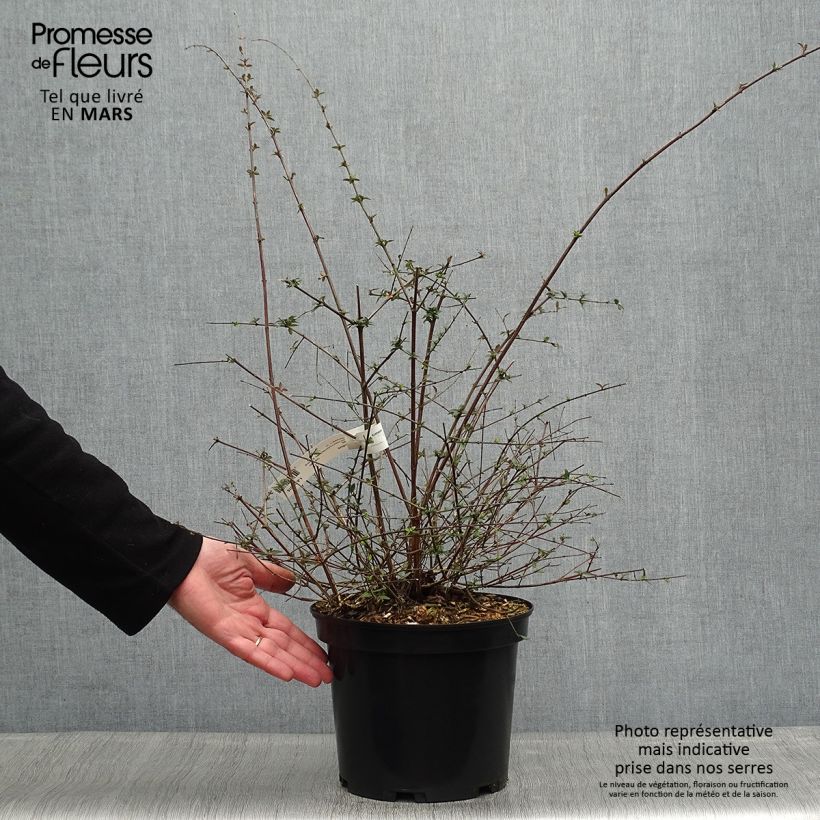 Exemplar von Abelia parviflora Bumble Bee Topf mit 4L/5L wie im Frühjahr geliefert