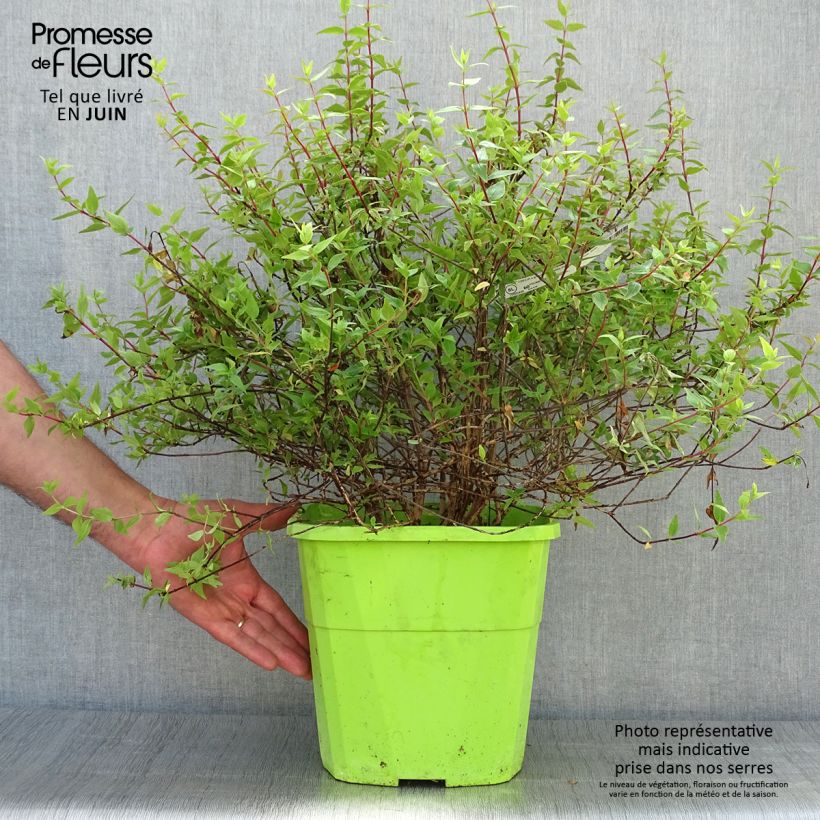 Exemplar von Abelia grandiflora Happy Daydream Topf mit 3L/4L wie im Sommer geliefert