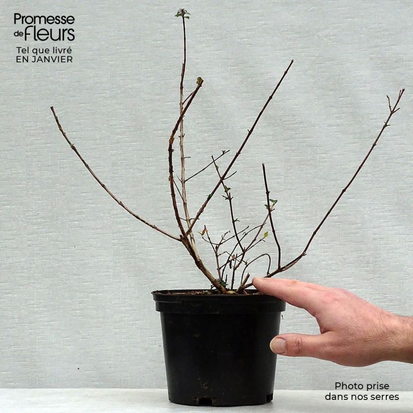 Example of Abelia grandiflora Sunny Charm Topf mit 2L/3L as you get in hiver