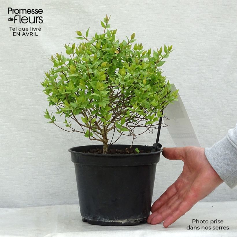 Example of Abelia zanderi Little Richard Topf mit 2L/3L as you get in printemps