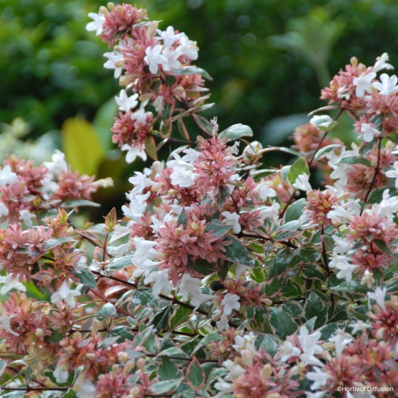 Abelia grandiflora Psykedelik (Blüte)
