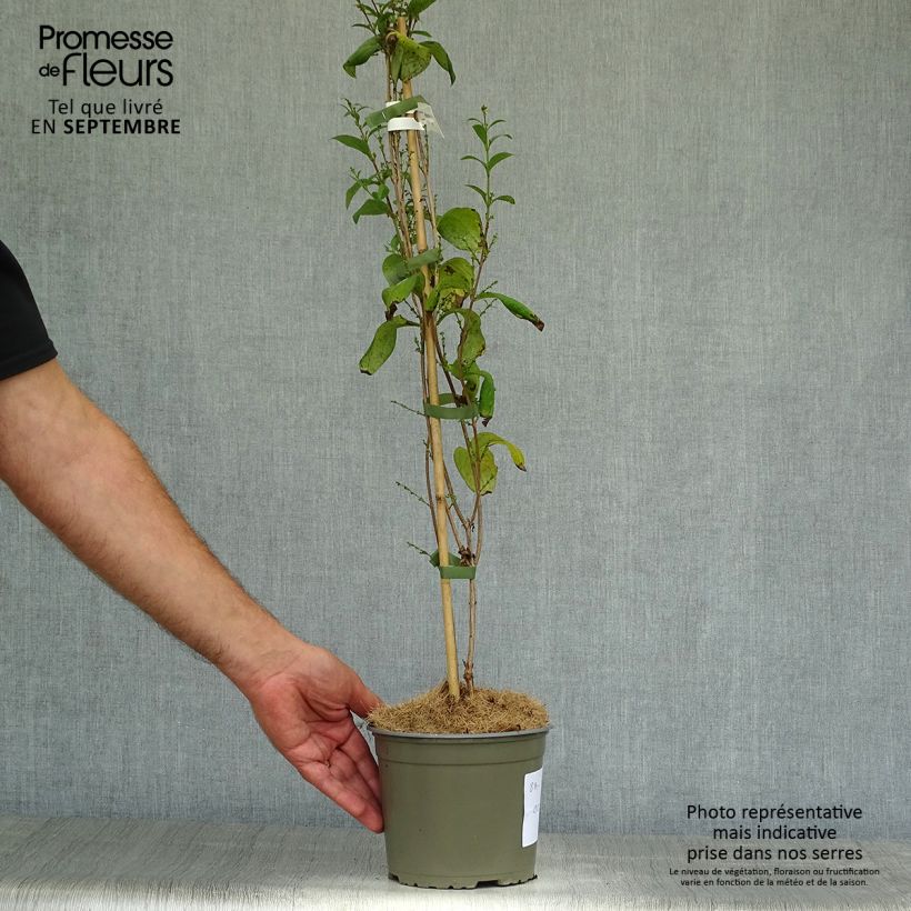 Exemplar von Abeliophyllum distichum Roseum - Rosenforsythie Topf mit 2L/3L wie im Herbst geliefert