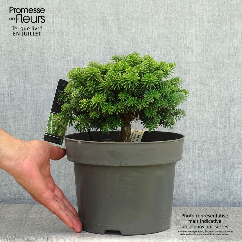 Exemplar von Abies balsamea Nana - Balsam-Tanne Topf mit 4L/5L wie im Sommer geliefert