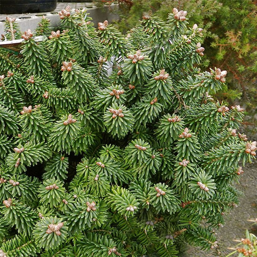 Abies balsamea Piccolo - Balsam-Tanne (Wuchs)