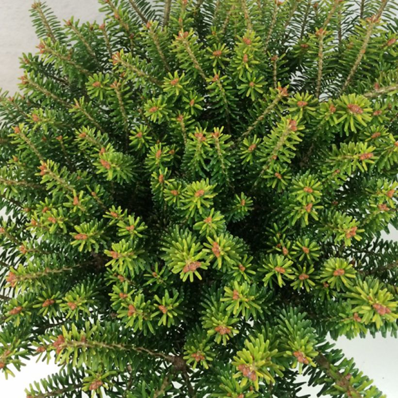 Abies koreana Luminetta - Koreanische Tanne (Laub)