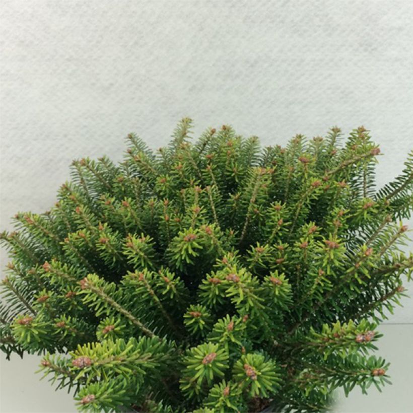 Abies koreana Luminetta - Koreanische Tanne (Wuchs)