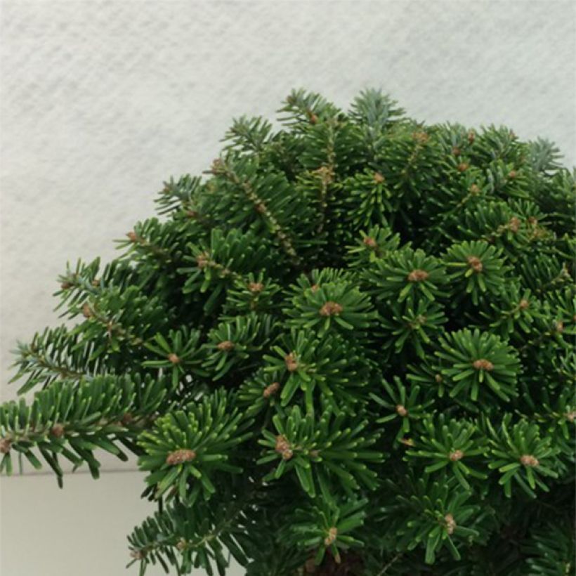 Abies koreana Tundra - Koreanische Tanne (Wuchs)