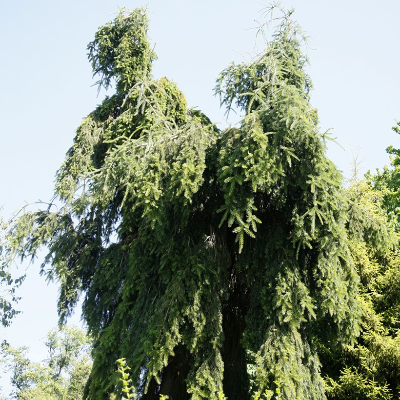 Abies nordmanniana Pendula - Nordmanntanne (Wuchs)