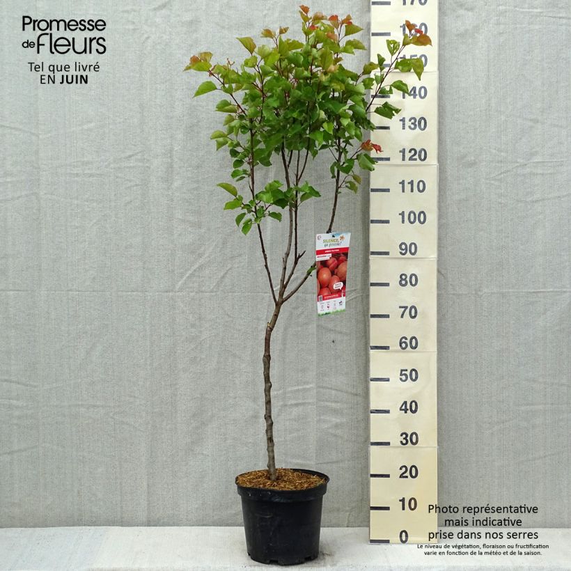 Example of Aprikose Canino - Prunus armeniaca Topf mit 7,5L/10L, Gobelet-Form as you get in printemps