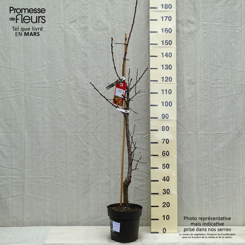 Exemplar von Aprikose Goldrich - Prunus armeniaca Topf mit 7,5L/10L, Gobelet-Form wie im Frühjahr geliefert