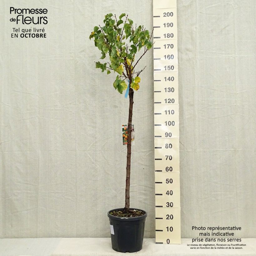 Exemplar von Aprikose Hargrand - Prunus armeniaca Topf mit 12L/15L, Halbstamm wie im Herbst geliefert