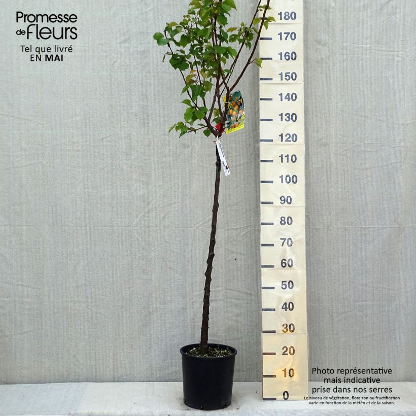 Example of Aprikose Bulida - Prunus armeniaca Topf mit 7,5L/10L, Halbstamm as you get in printemps