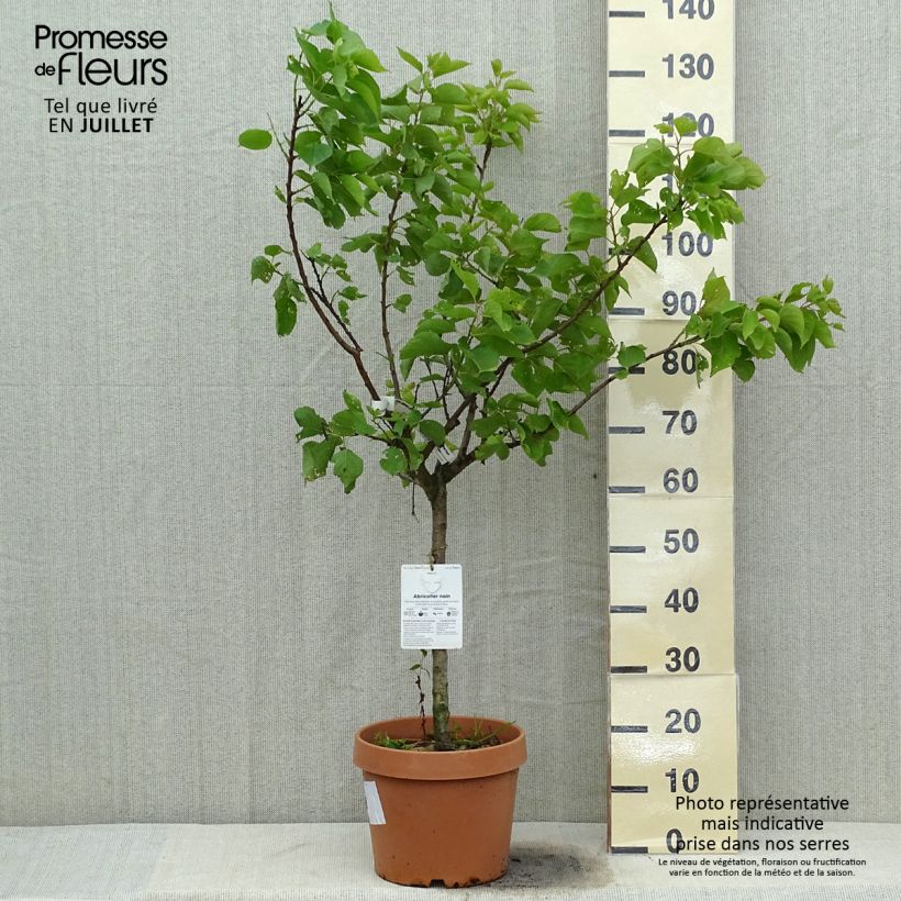 Exemplar von Aprikose Nanum - Prunus armeniaca Topf mit 7,5L/10L, Zwergform wie im Sommer geliefert