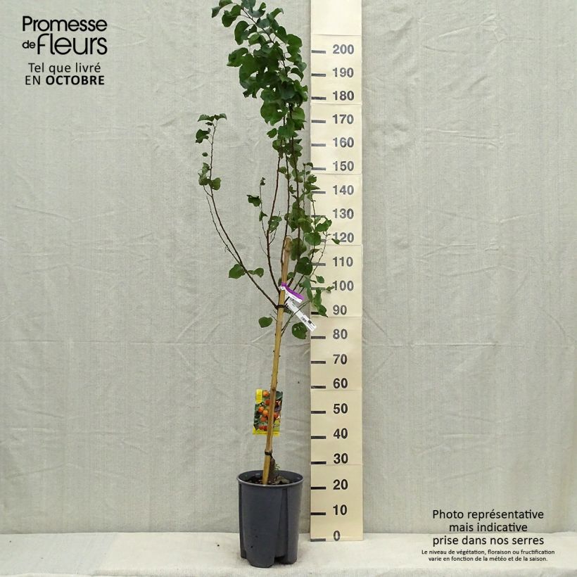Exemplar von Aprikose Tardif de Tain - Prunus armeniaca Topf mit 7,5L/10L, Gobelet-Form wie im Herbst geliefert