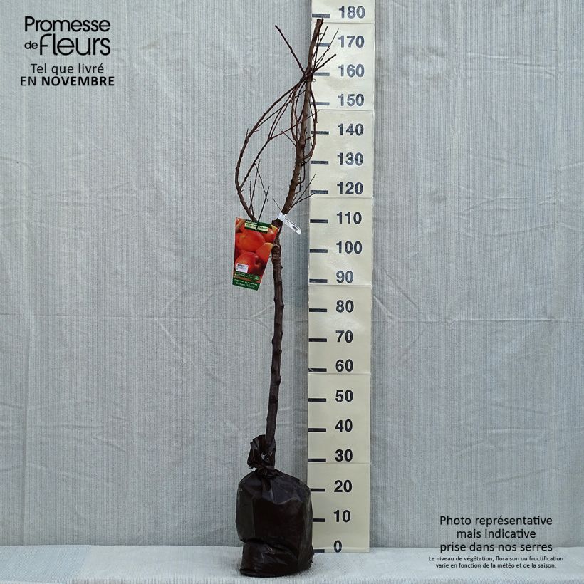 Exemplar von Aprikose Rouge Tardif Delbard 'Delmast' - Prunus armeniaca Ballenware "Fertig-zum-Pflanzen", Gobelet-Form wie im Herbst geliefert