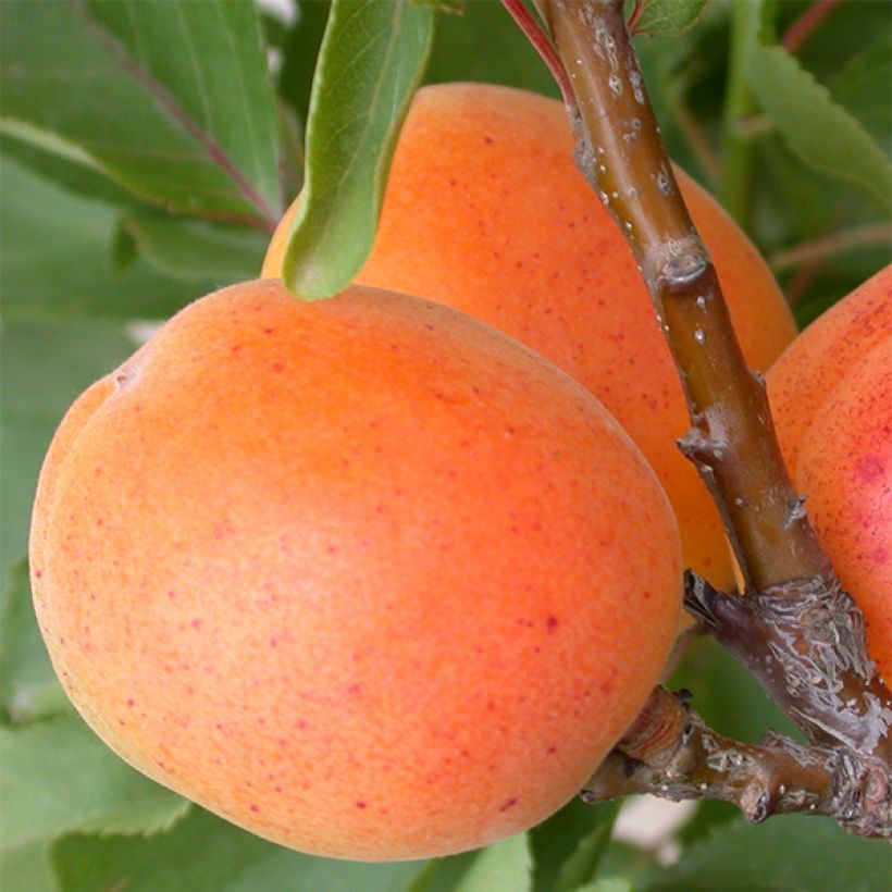 Aprikose Garden Aprigold - Prunus armeniaca (Ernte)